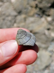 Calliostoma zizyphinum