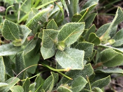 Salix breviserrata