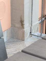 Tarentola mauritanica