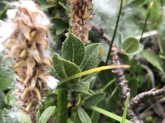 Salix breviserrata