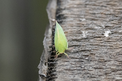 Siphanta acuta