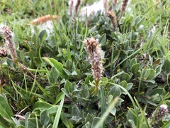 Salix breviserrata