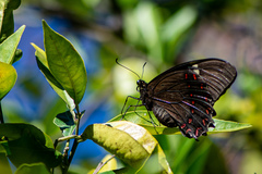 Papilio menatius victorinus