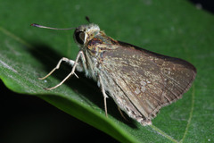 Hesperiidae