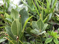 Salix breviserrata