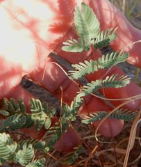 Hoffmannseggia drepanocarpa