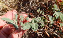 Hoffmannseggia drepanocarpa