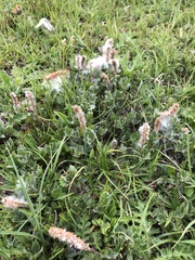 Salix breviserrata