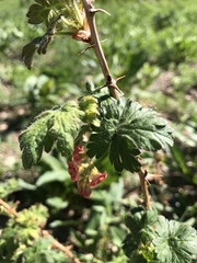 Ribes montigenum
