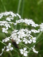 Ptilimnium capillaceum