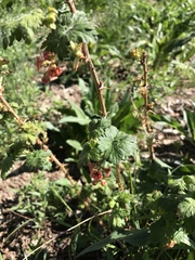 Ribes montigenum