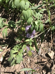 Hydrophyllum capitatum