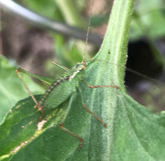 Leptophyes punctatissima