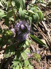 Hydrophyllum capitatum