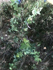 Chamaecytisus ruthenicus