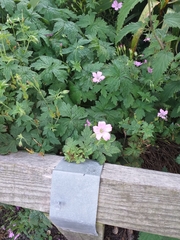 Geranium × oxonianum