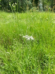 Ptilimnium capillaceum