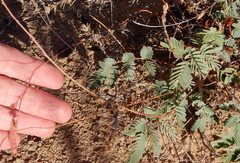 Hoffmannseggia drepanocarpa