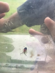 Thonalmus chevrolati