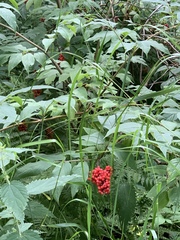 Sambucus racemosa
