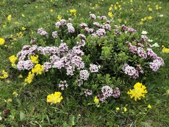Daphne striata
