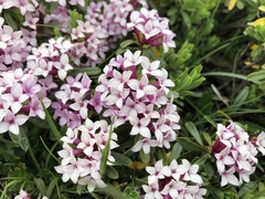 Daphne striata