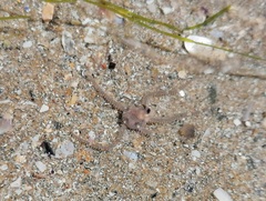 Amphipholis squamata