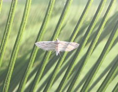 Parapoynx fluctuosalis