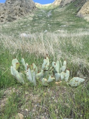 Opuntia basilaris treleasei
