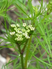 Trepocarpus aethusae