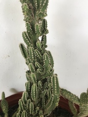 Cactoideae