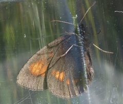 Erebia eriphyle