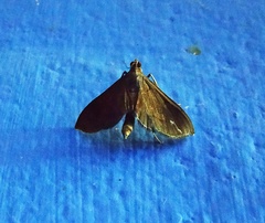 Almonia