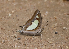Polyura agraria