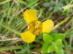 Trimezia martinicensis