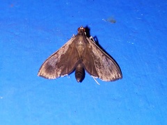 Almonia