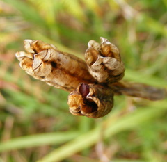 Trimezia martinicensis