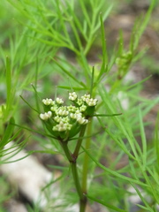 Trepocarpus aethusae