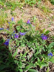 Echium vulgare