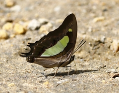 Polyura bharata