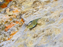 Sceloporus cyanostictus