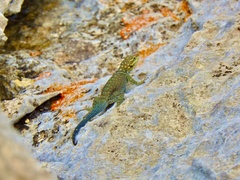 Sceloporus cyanostictus