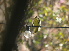 Icterus cucullatus