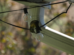 Icterus cucullatus