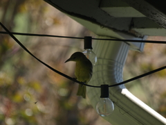 Icterus cucullatus