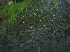 Ranunculus kauffmannii