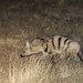 Southern Aardwolf - Photo (c) Paul Pratt, some rights reserved (CC BY-NC), uploaded by Paul Pratt