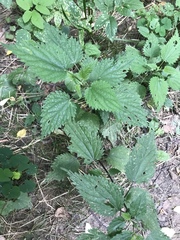 Urtica dioica