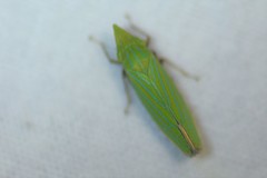 Draeculacephala producta