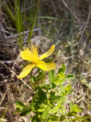 Hypericum maculatum